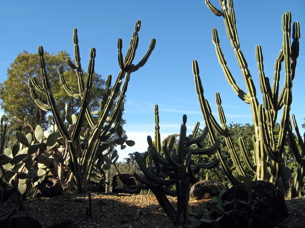 Cactus Garden Near Exit